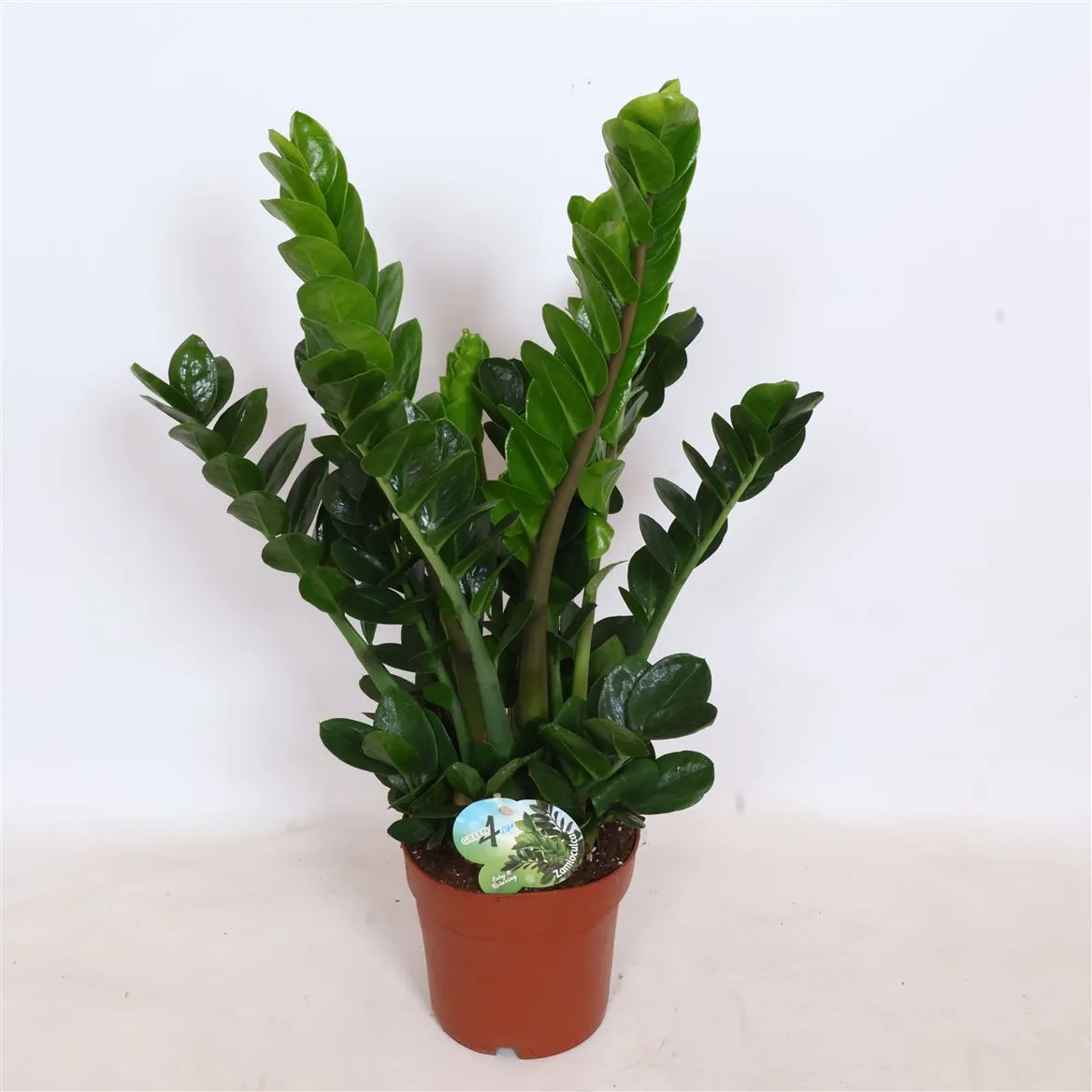 Zamioculcas 8+ • črepník 19 cm