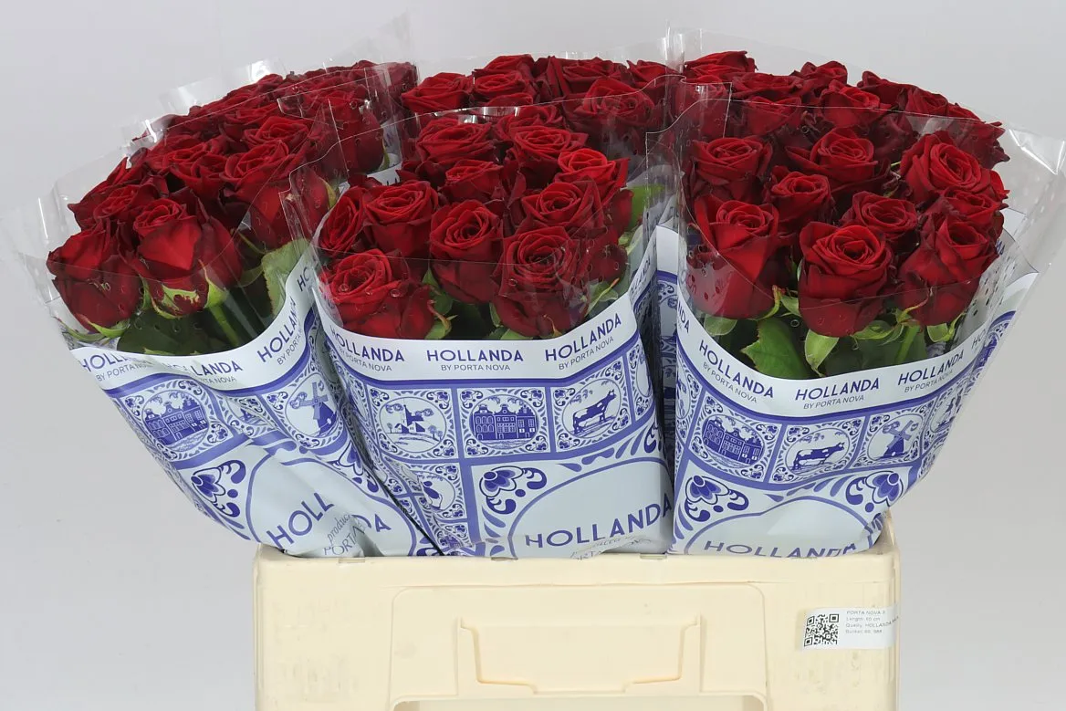 Rosa Gr Red Naomi Hol • 60 cm