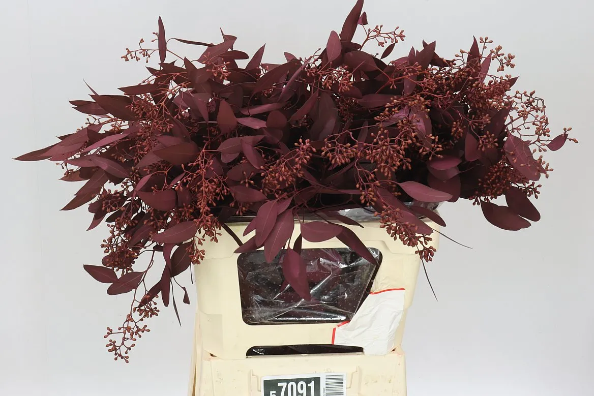 Eukalyptus Populus Berries Wine Red • 70 cm