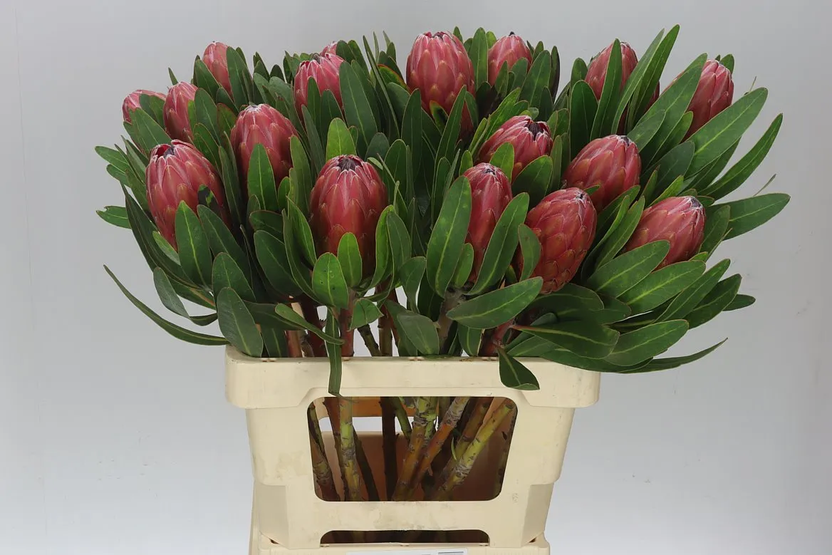 Protea Lancelot • 60 cm