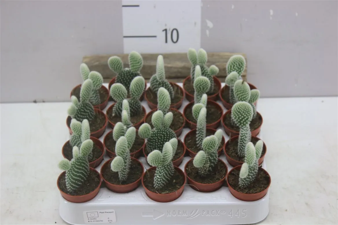 Opuntia Microdasys Albispina • črepník 5,5 cm