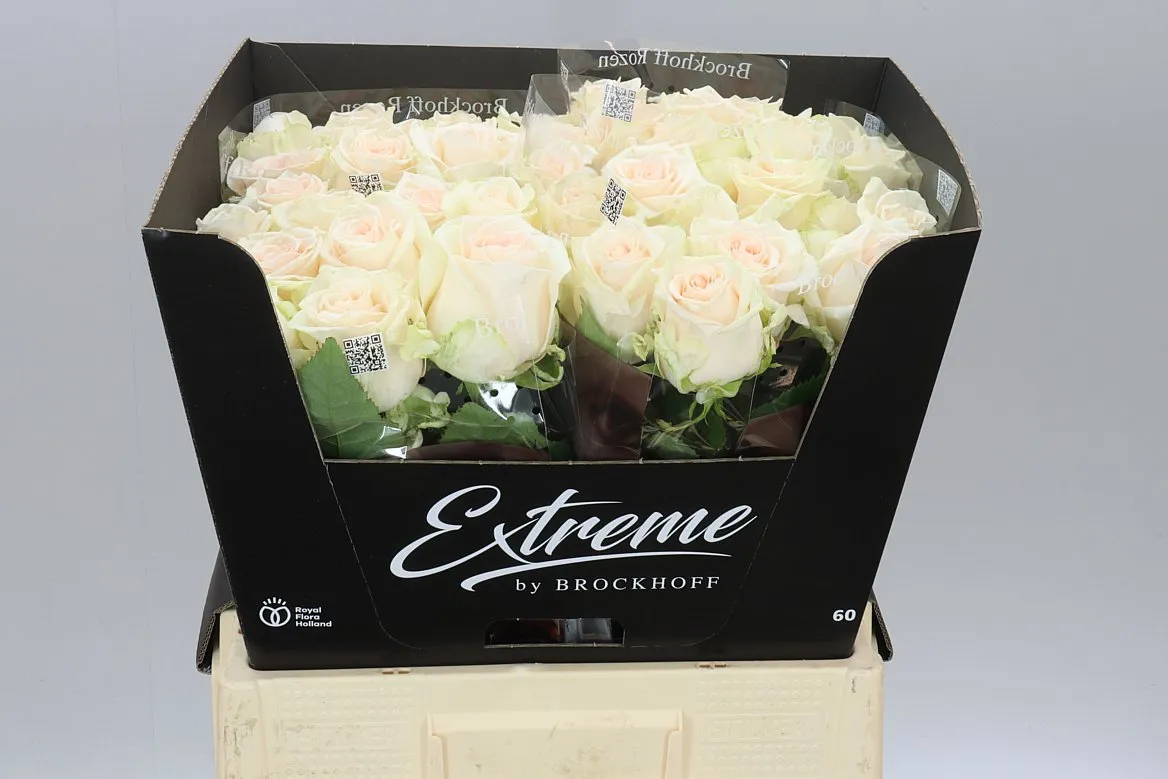 Ruža Sweet Caroline Extreme • 60 cm
