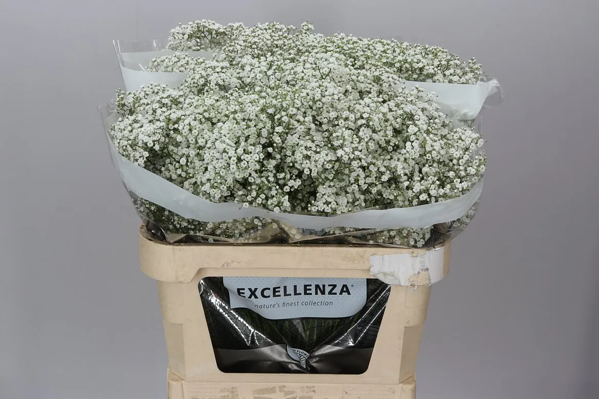Gypsofila Million Star Ex 25 Gr • 75 cm