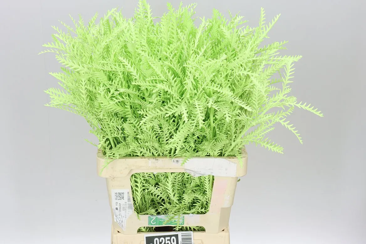 Ivanhoe Mint Green • 60 cm