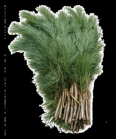 Pinus Strobus Wrap 5 kg