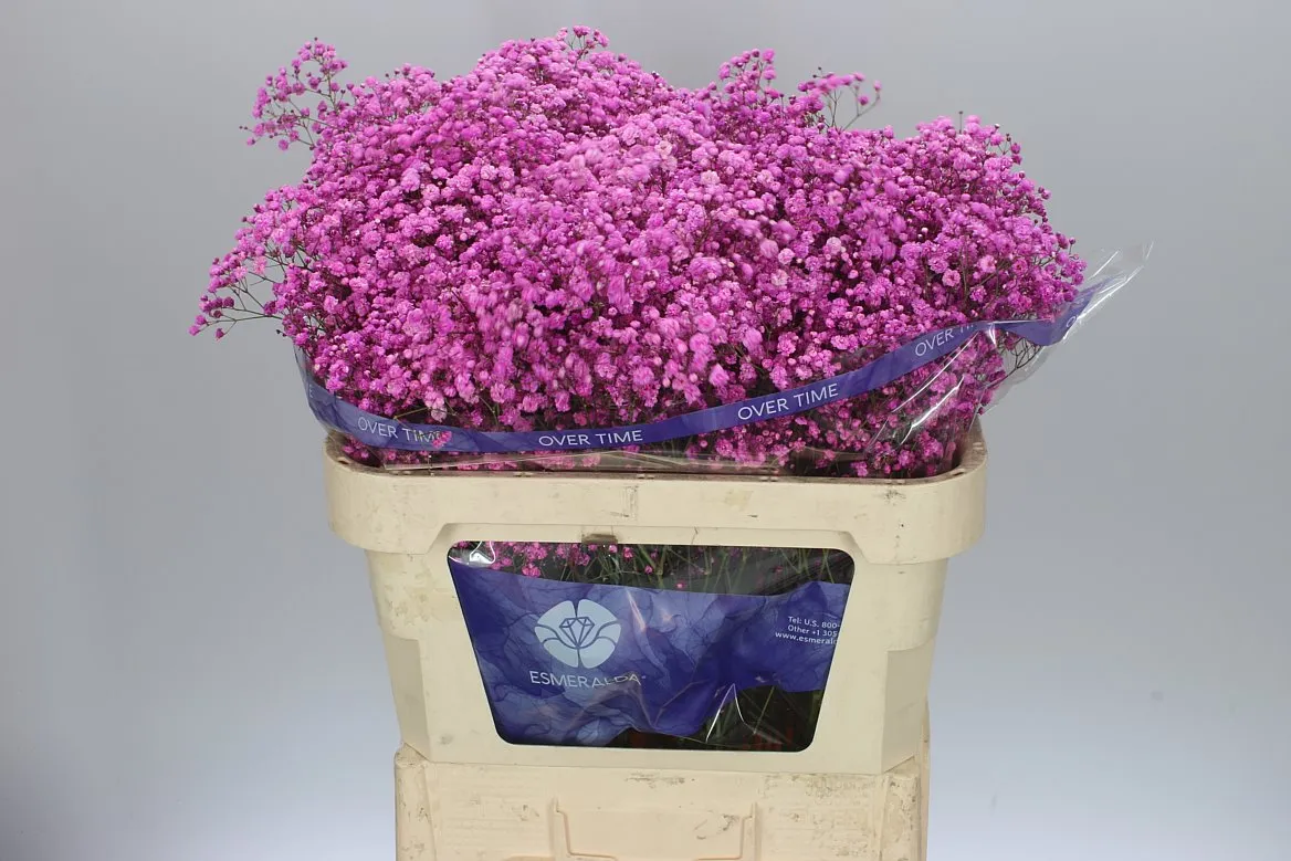 Gyps Absorbed Hot Pink • 75 cm