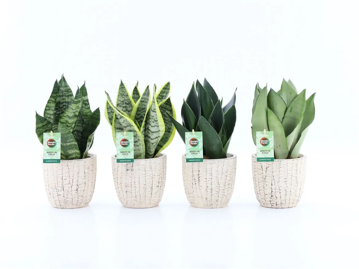 Sansevieria Mix In Sculpture Keramiek • črepník 13 cm