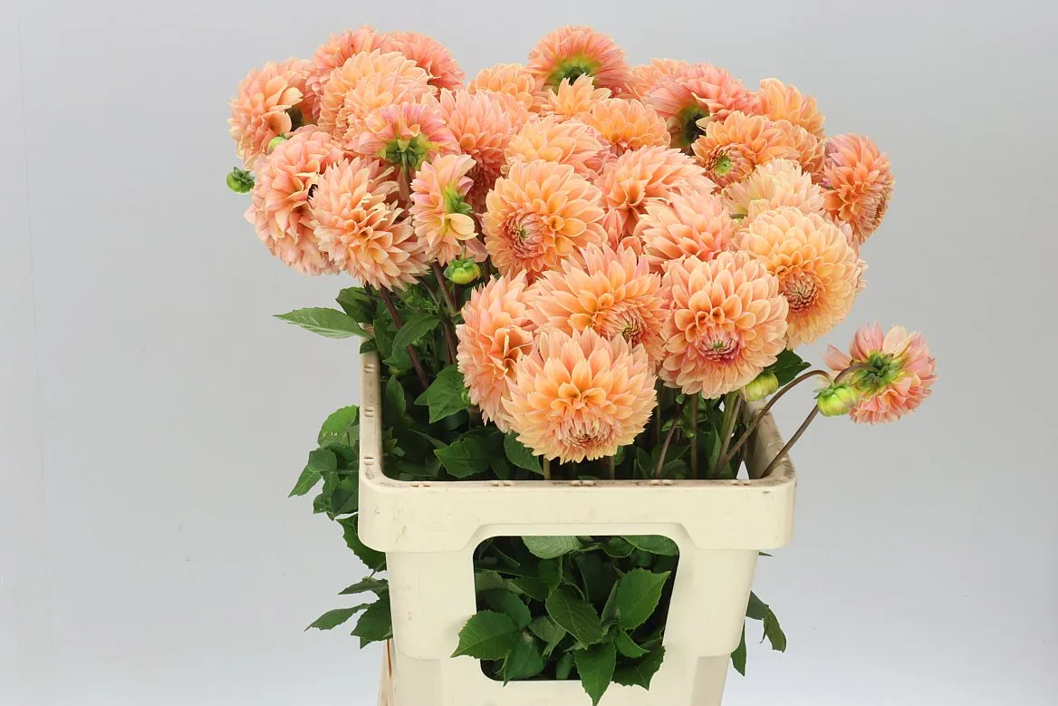 Dahlia Mandarin Baby • 60 cm