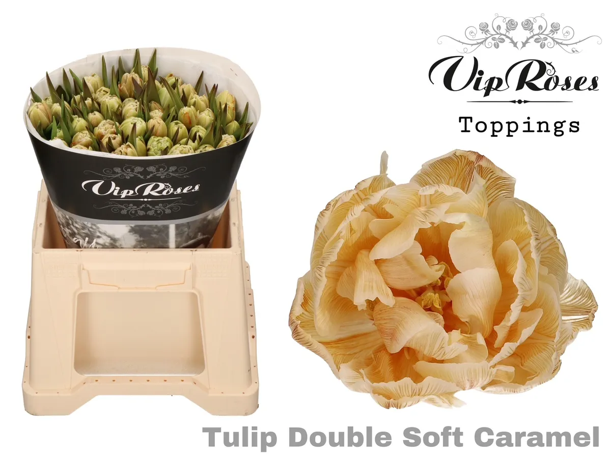 Tu Du Double Soft Caramel • 38 cm