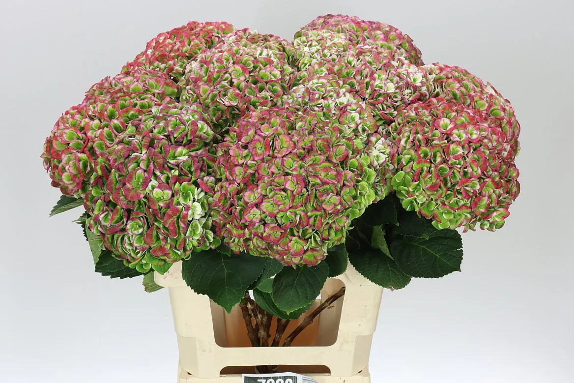 Hortenzia Revolution Classic • 60 cm