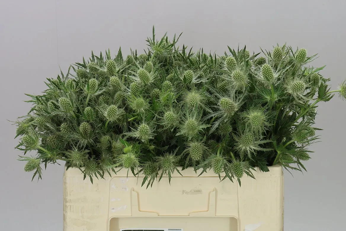 Eryngium Whit Lagoon • 50 cm