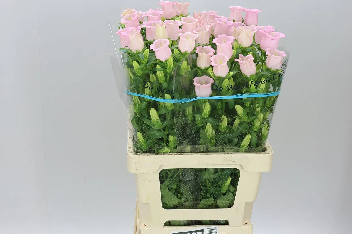 Campanula M Champ Pear Pink • 70 cm
