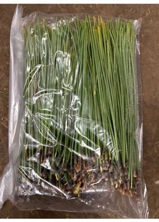 Borovica Bags Needles