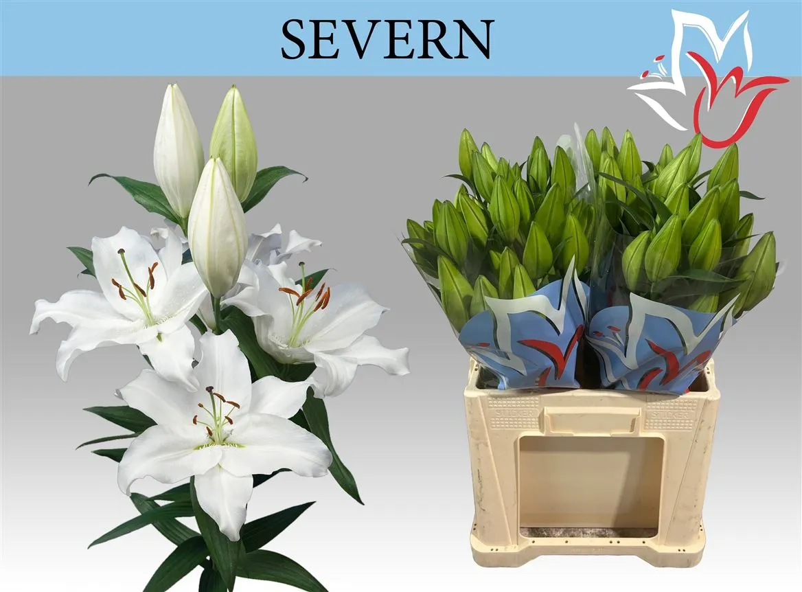 Lil Or Severn 70cm • 70 cm