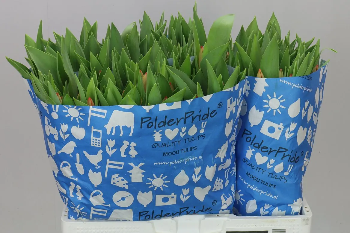 Tulipán jednoduchý Ad Rem • 45 cm
