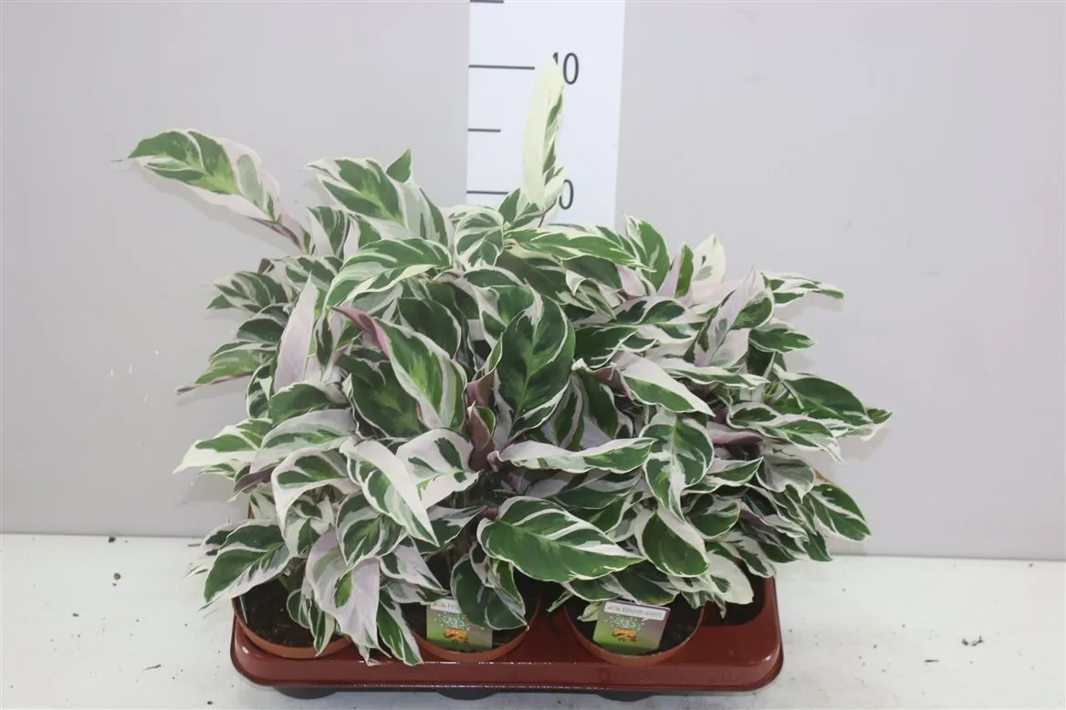 Calathea Fusion White • črepník 10,5 cm