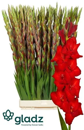 Glad Red Balance • 120 cm