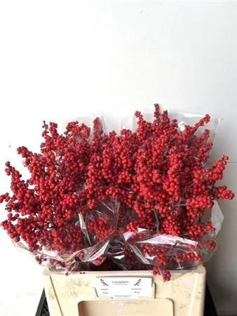 Ilex Verticillata • 60 cm