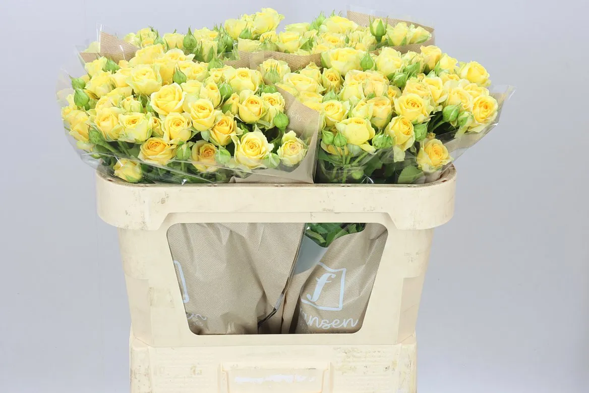 Rosa Tr Bandolero • 70 cm