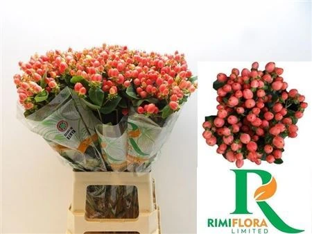 Hyperikum Mag Royal Princess • 70 cm