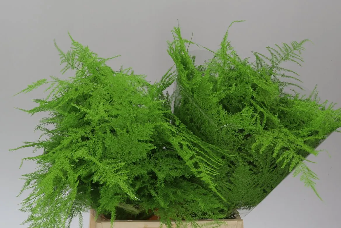 Asparágus 1e Veren Green farbený • 45 cm