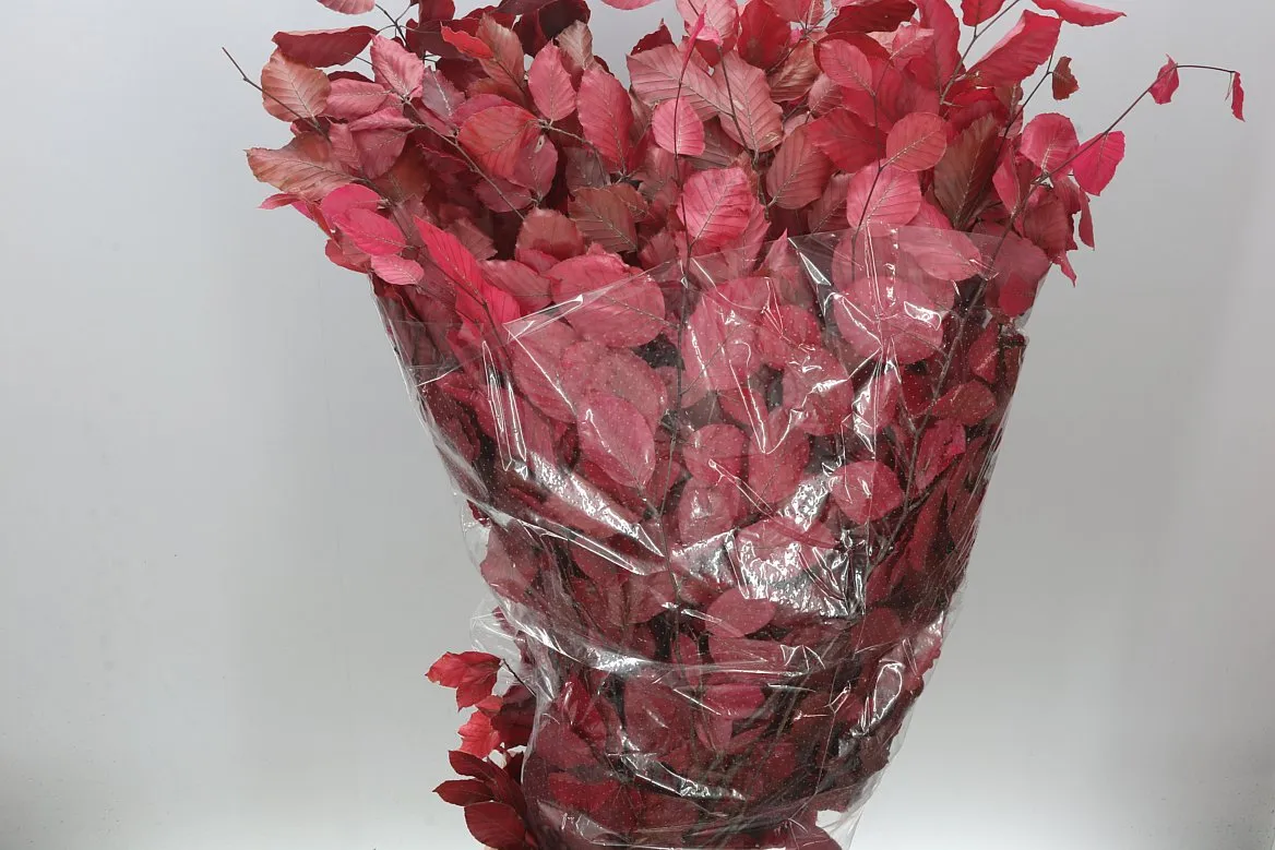 Buk Red • 90 cm