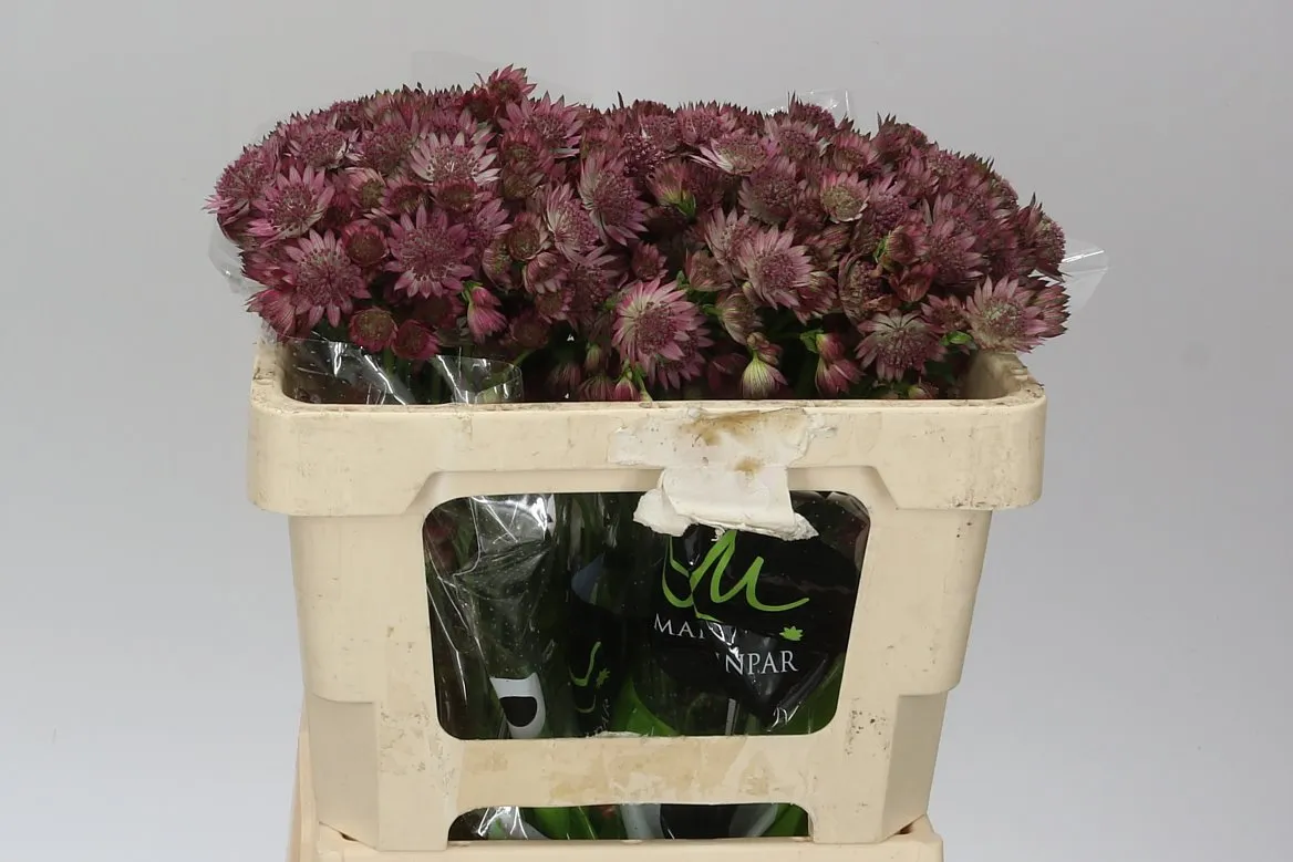 Astrantia Roma • 50 cm