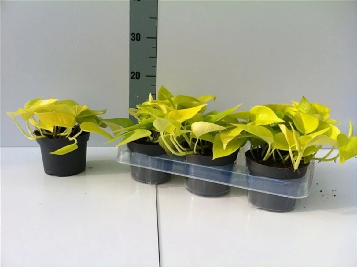 Epipremnum Golden Pothos • črepník 12 cm