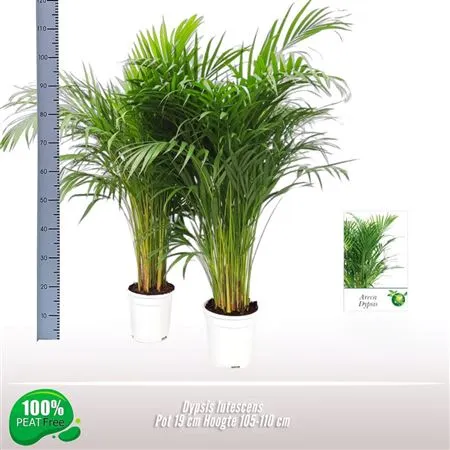 Chrysalidocarpus Areca • črepník 19 cm