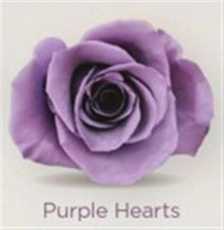 Ruža farbená Purple Hearts, Ekvádor • 50 cm