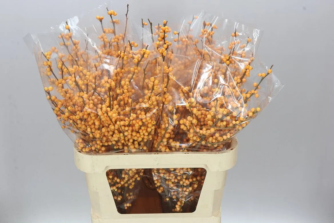 Ilex Golden Verboom • 80 cm