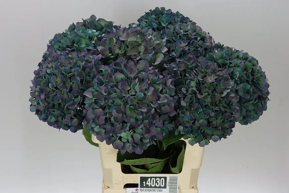 Hydrangea Pimpernel Classic • 60 cm
