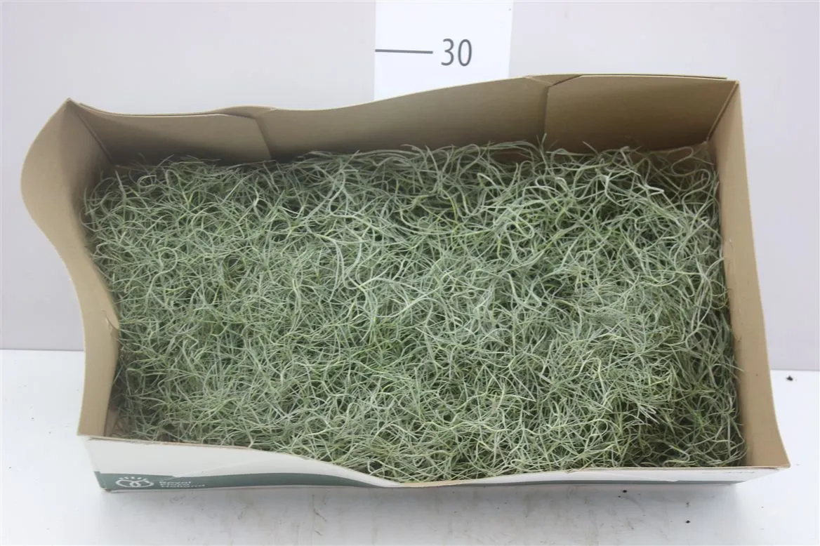 Tillandsia Usneoides 50cm