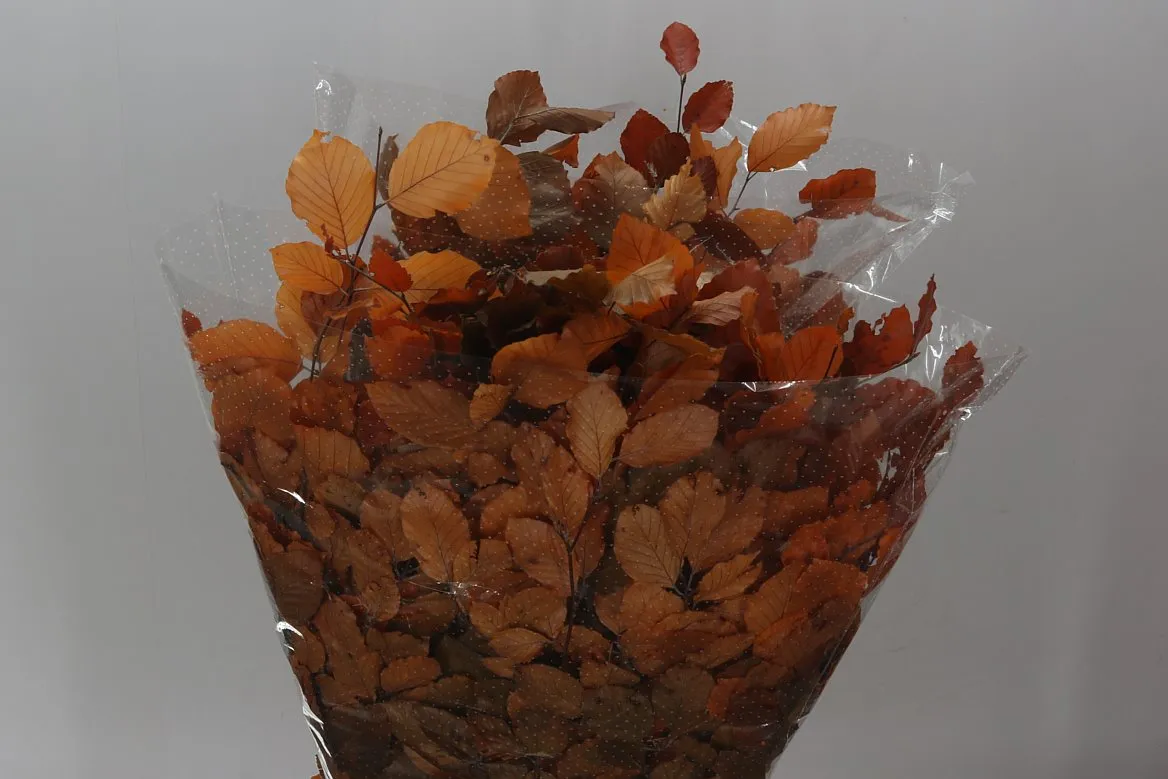 Beuk Orange • 90 cm