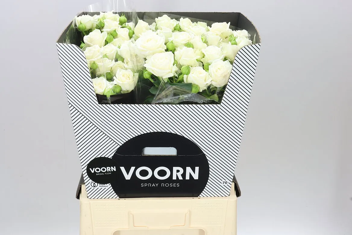 Rosa Tr Bridal Flow • 70 cm