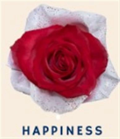 Ruža farbená Happiness, Ekvádor • 50 cm