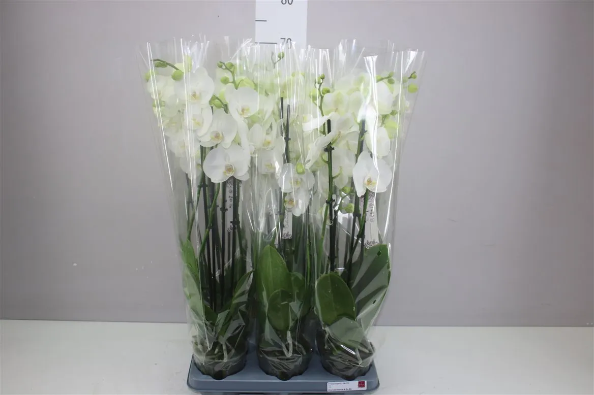 Phal Wit 4 Tak • črepník 12 cm