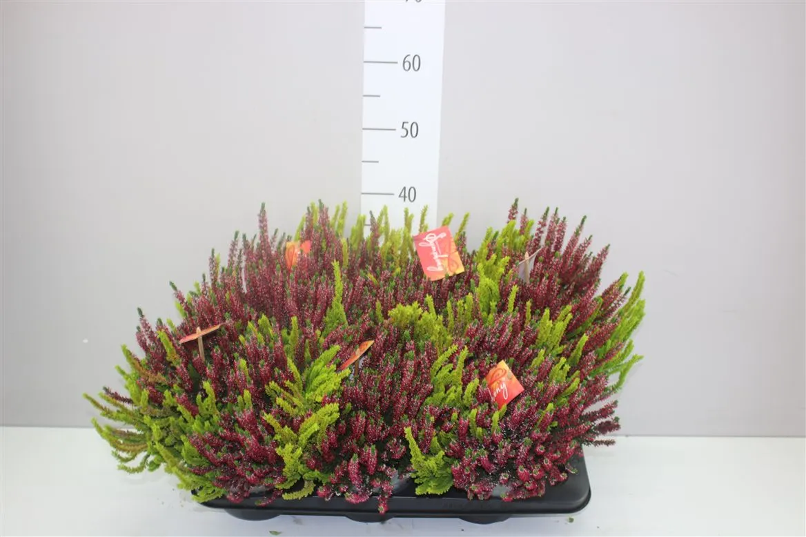 Calluna Beauty Ladies Symphony • črepník 17 cm