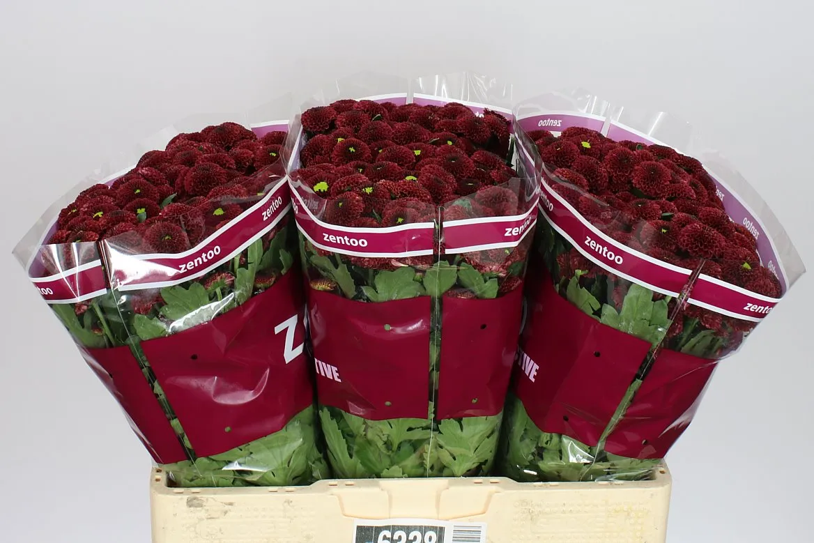 Sant Purpetta Red • 55 cm