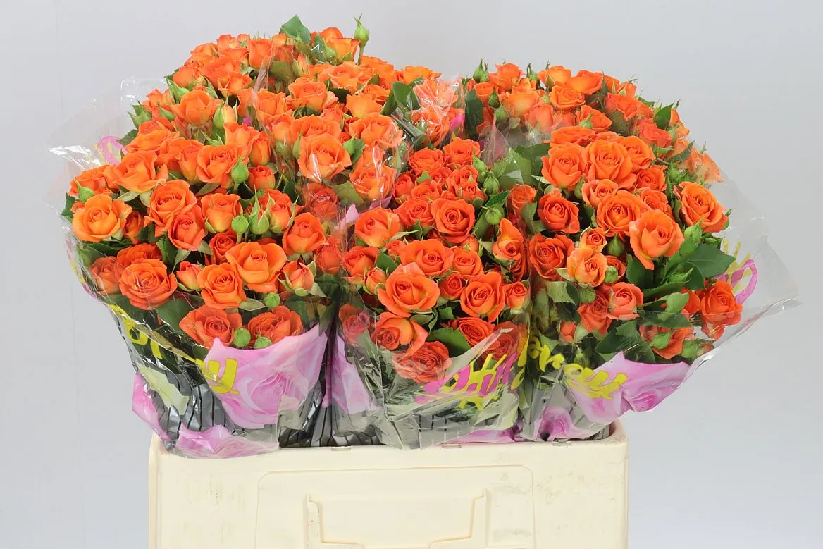 Rosa Tr Babe 2/4 • 60 cm