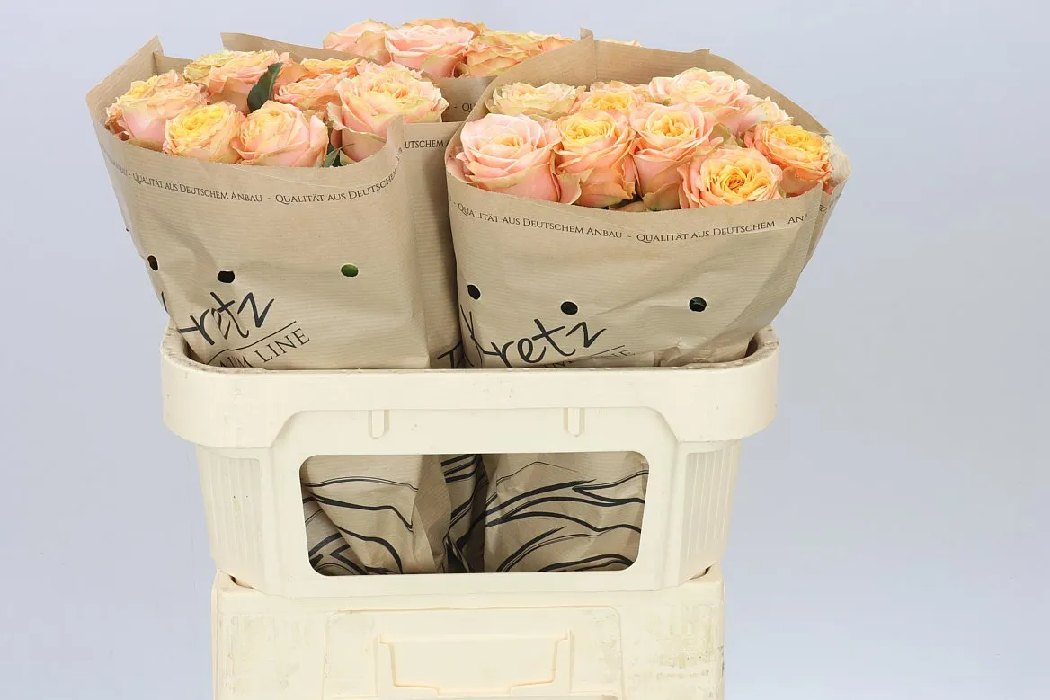 Rosa Gar Peach Funky+ • 70 cm