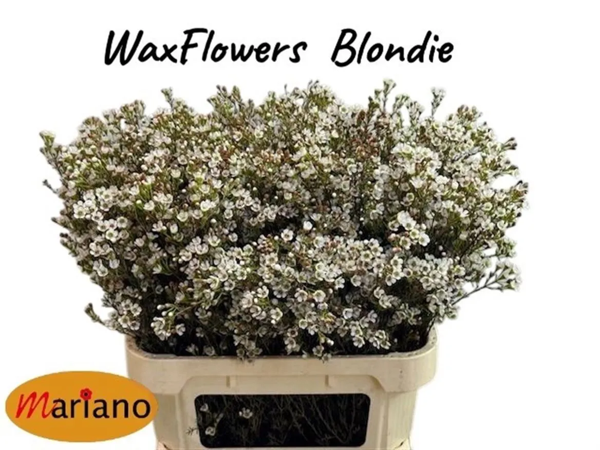 Voskovka Blondie • 80 cm
