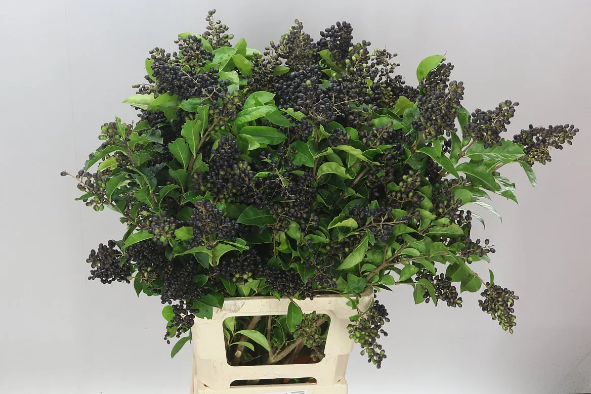 Ligustrum Ov Winter Jewel • 80 cm