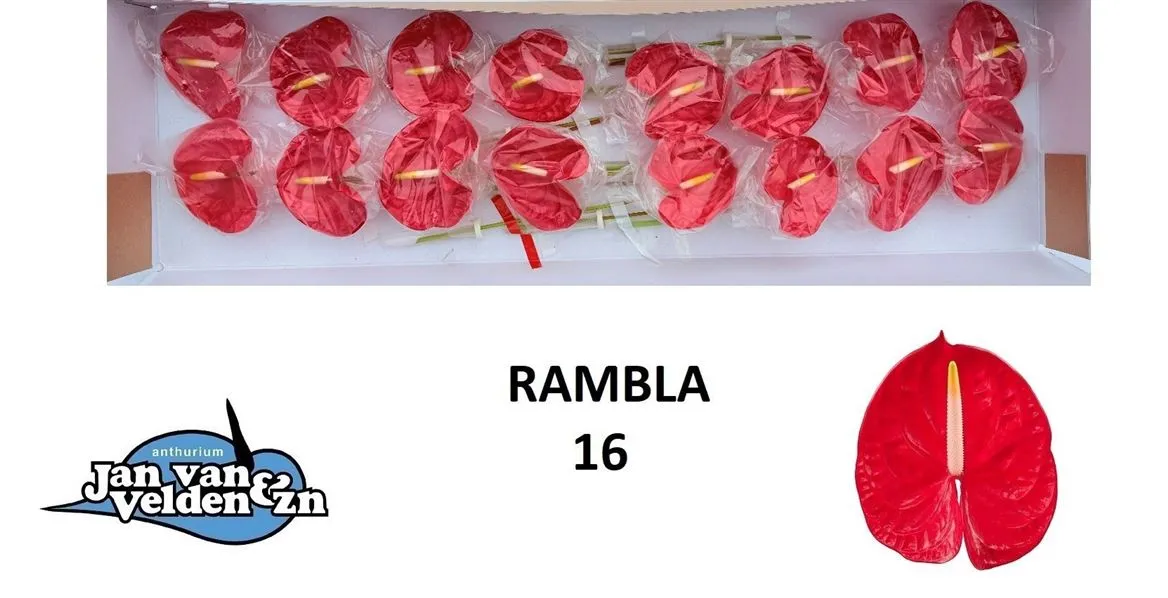 Antúrium Rambla