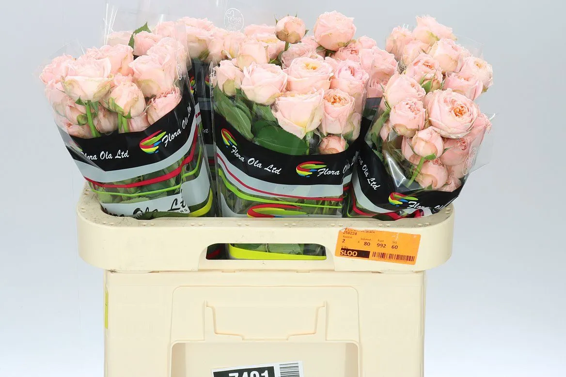 Rosa Tr Georgia Peach X5 • 60 cm