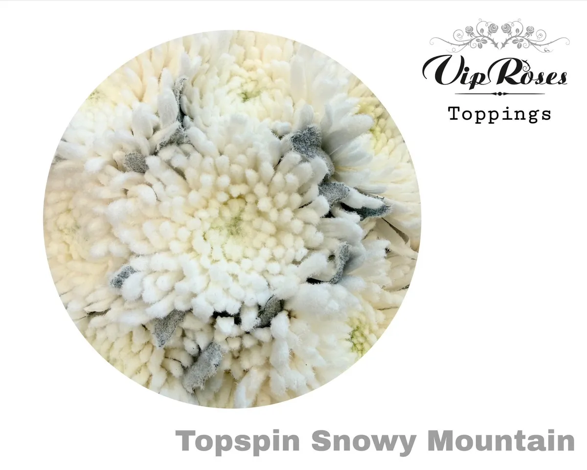 Chryzantéma veľkokvetá Topspin Snowy Mountain • 70 cm