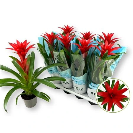 Guzmania Calypso • črepník 14 cm