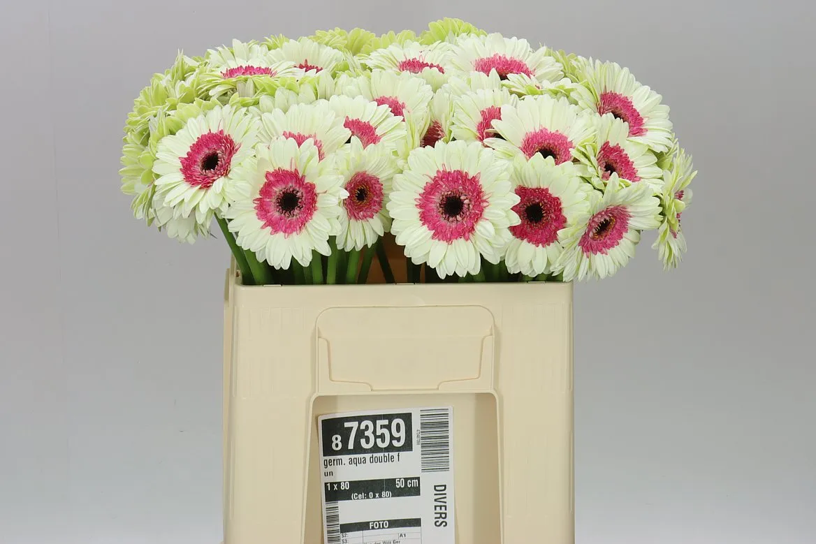 Germini Aqua Double Fun • 50 cm