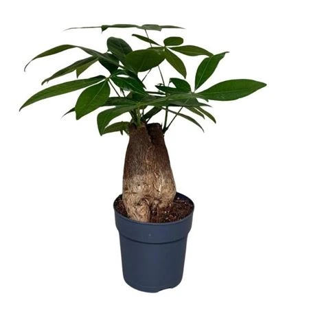 Pachira Trunk Single Stam • črepník 12 cm