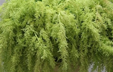 Amarant Trailing Spider Green • 75 cm